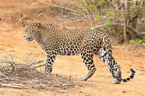 Jawai Leopard Safari Experience
