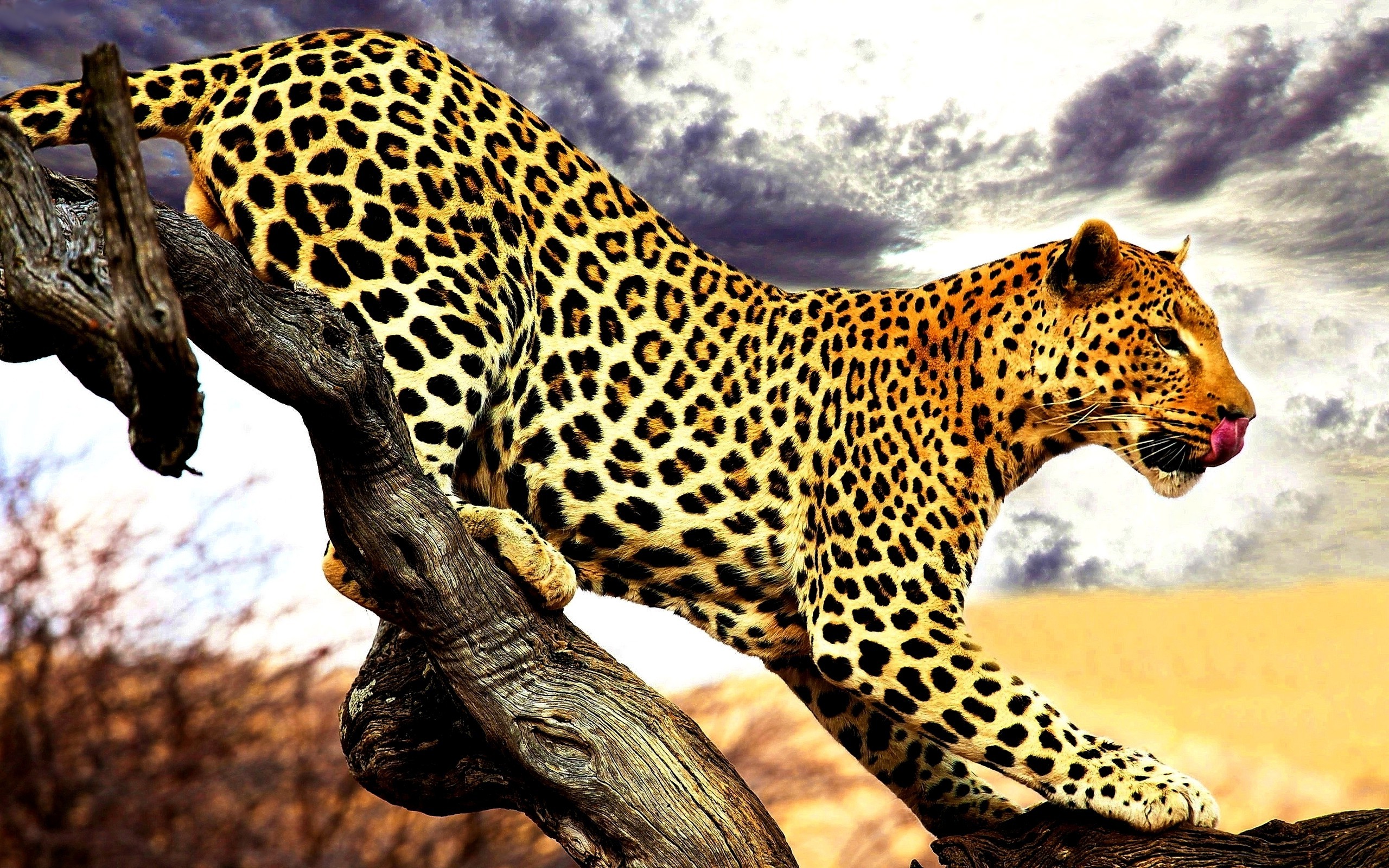 Jawai Leopard Safari Experience - Image 2