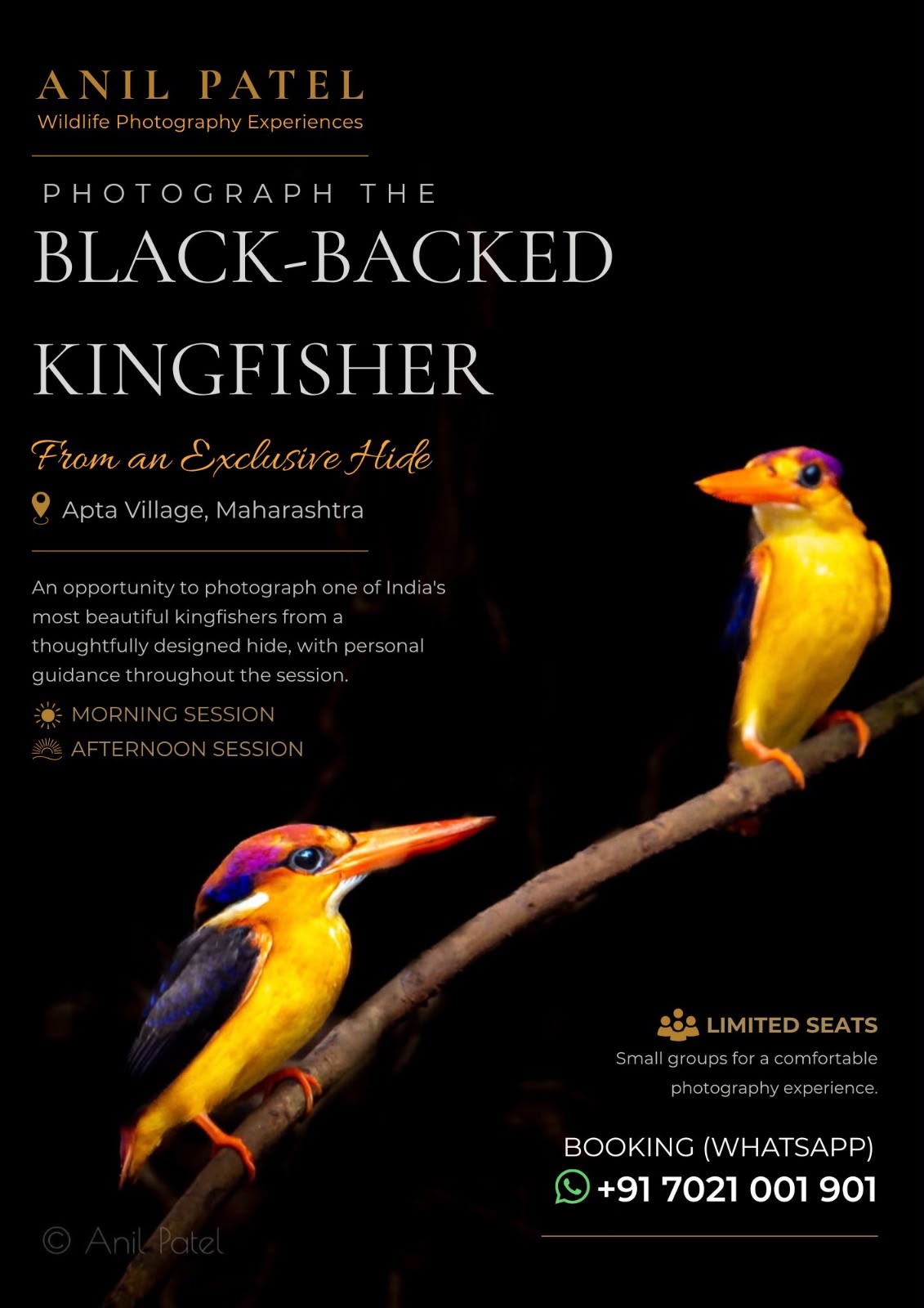 Photograph Black Backed Kingfisher