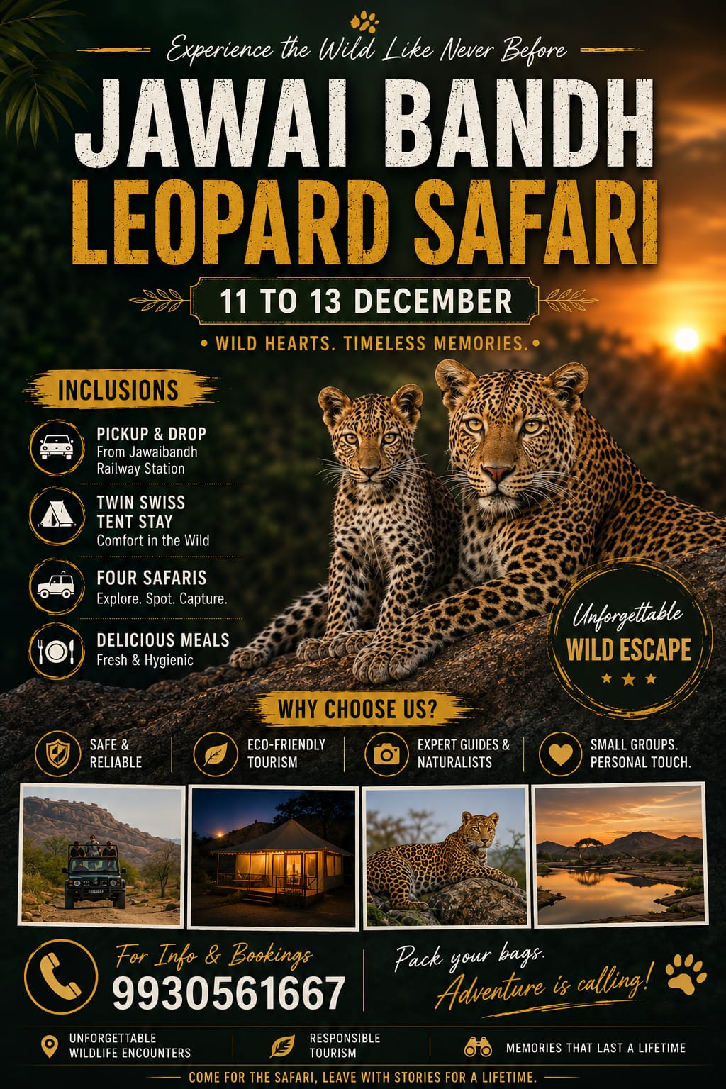 Jawai Bandh Leopard Safari