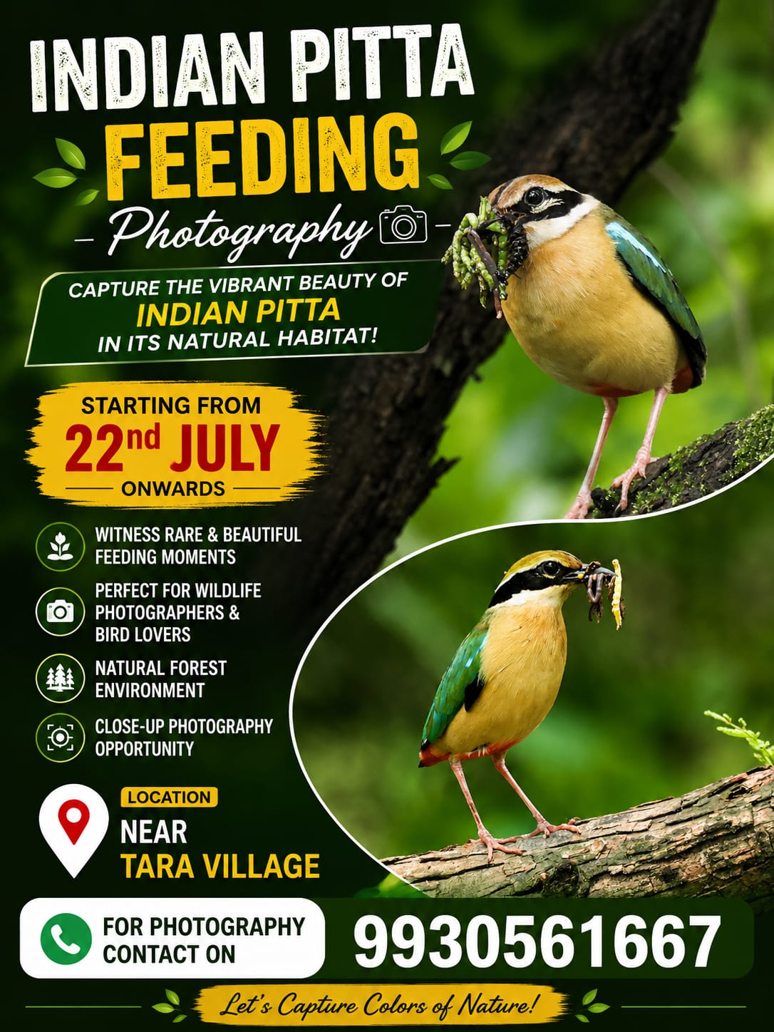 Indian Pitta Feeding Photography