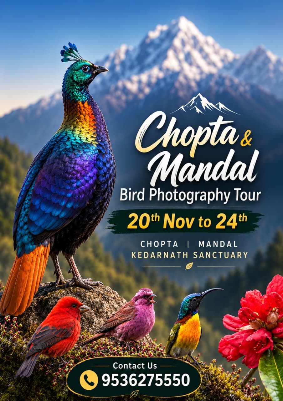 Chopta & Mandal Bird Photography Tour