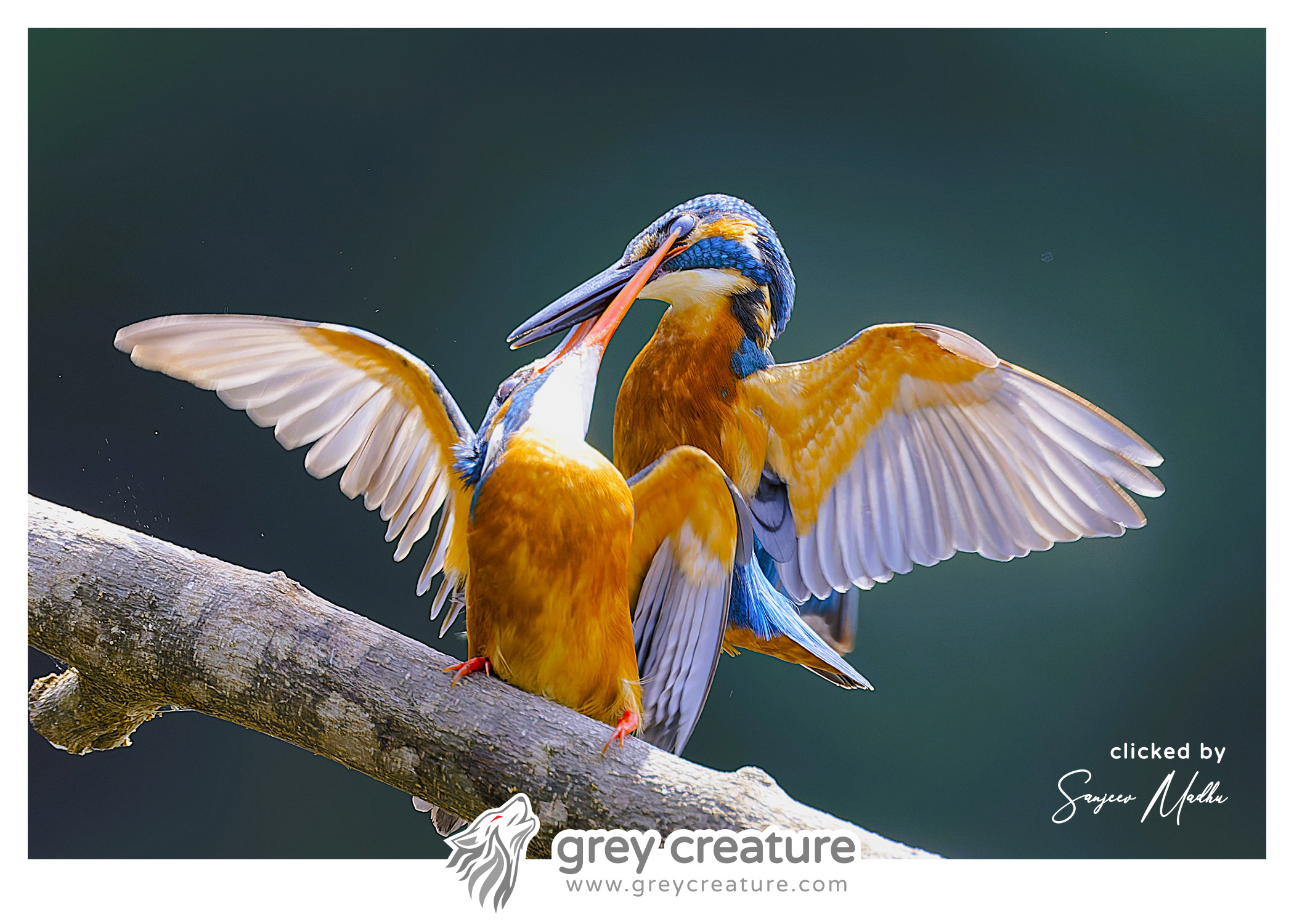Common Kingfisher