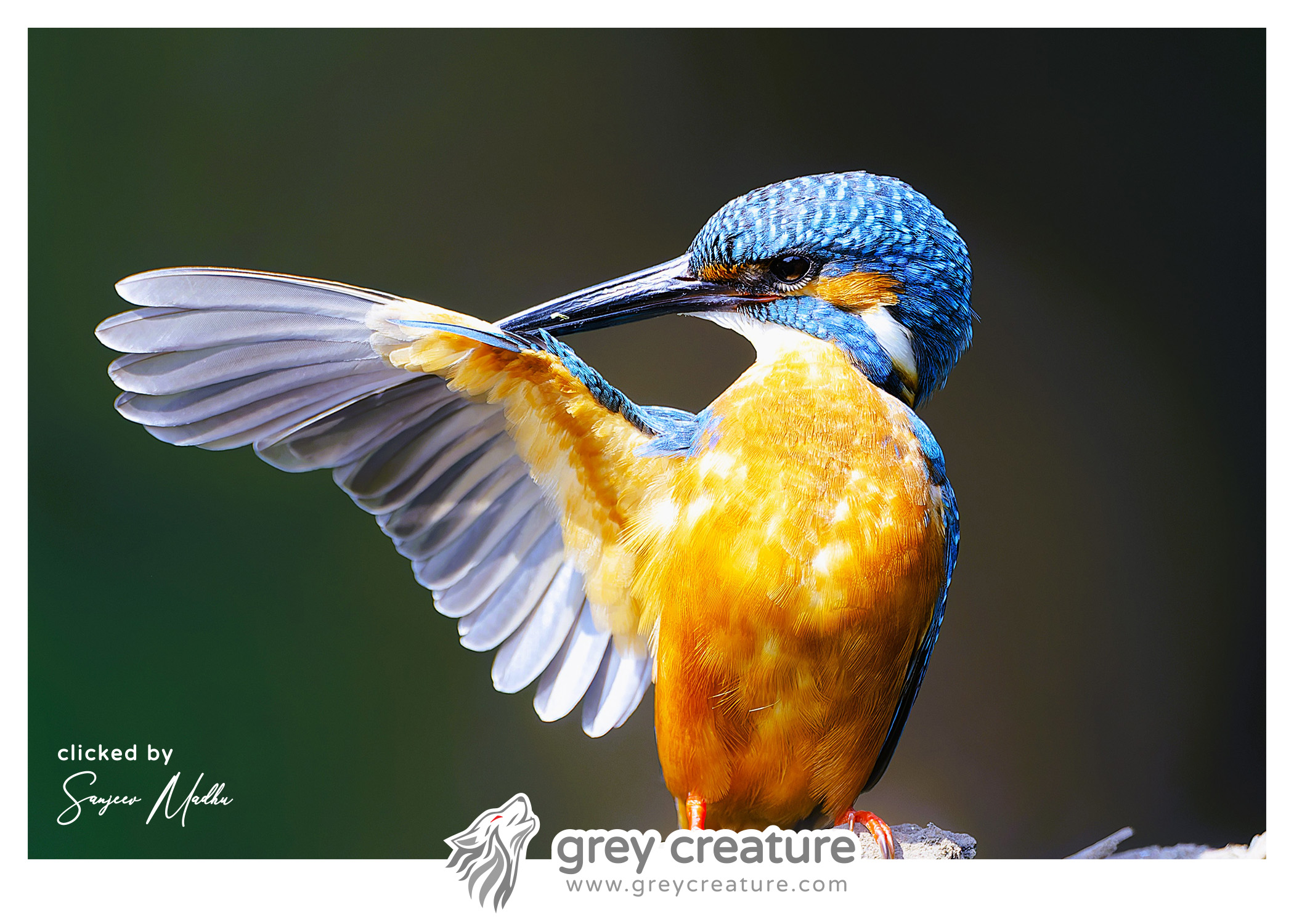 Common Kingfisher