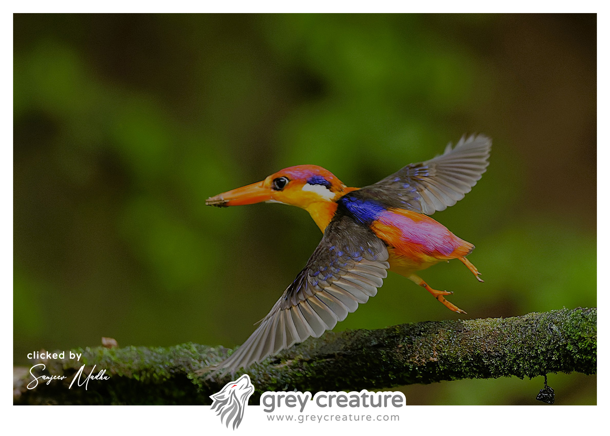 Oriental dwarf Kingfisher