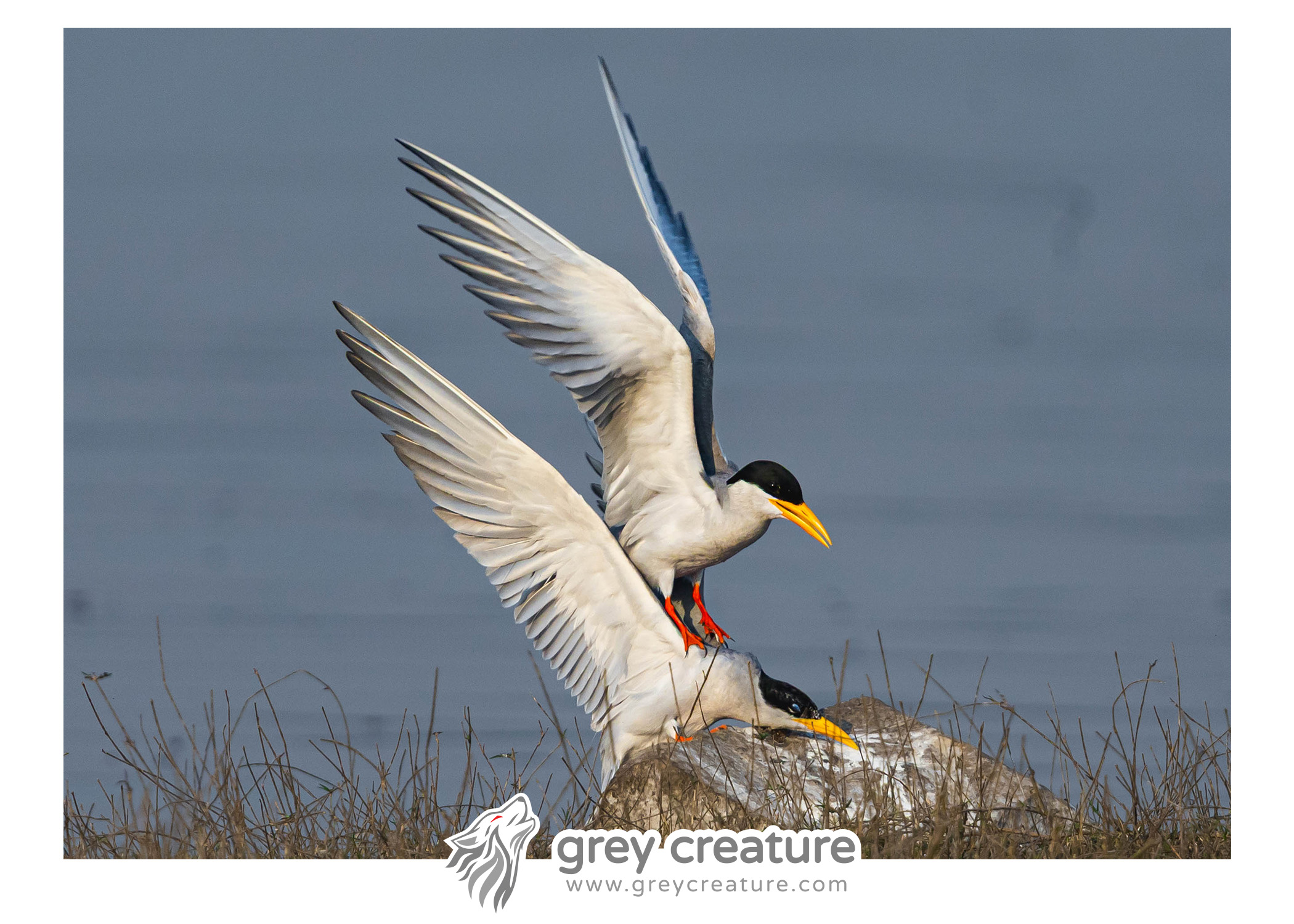 River Tern