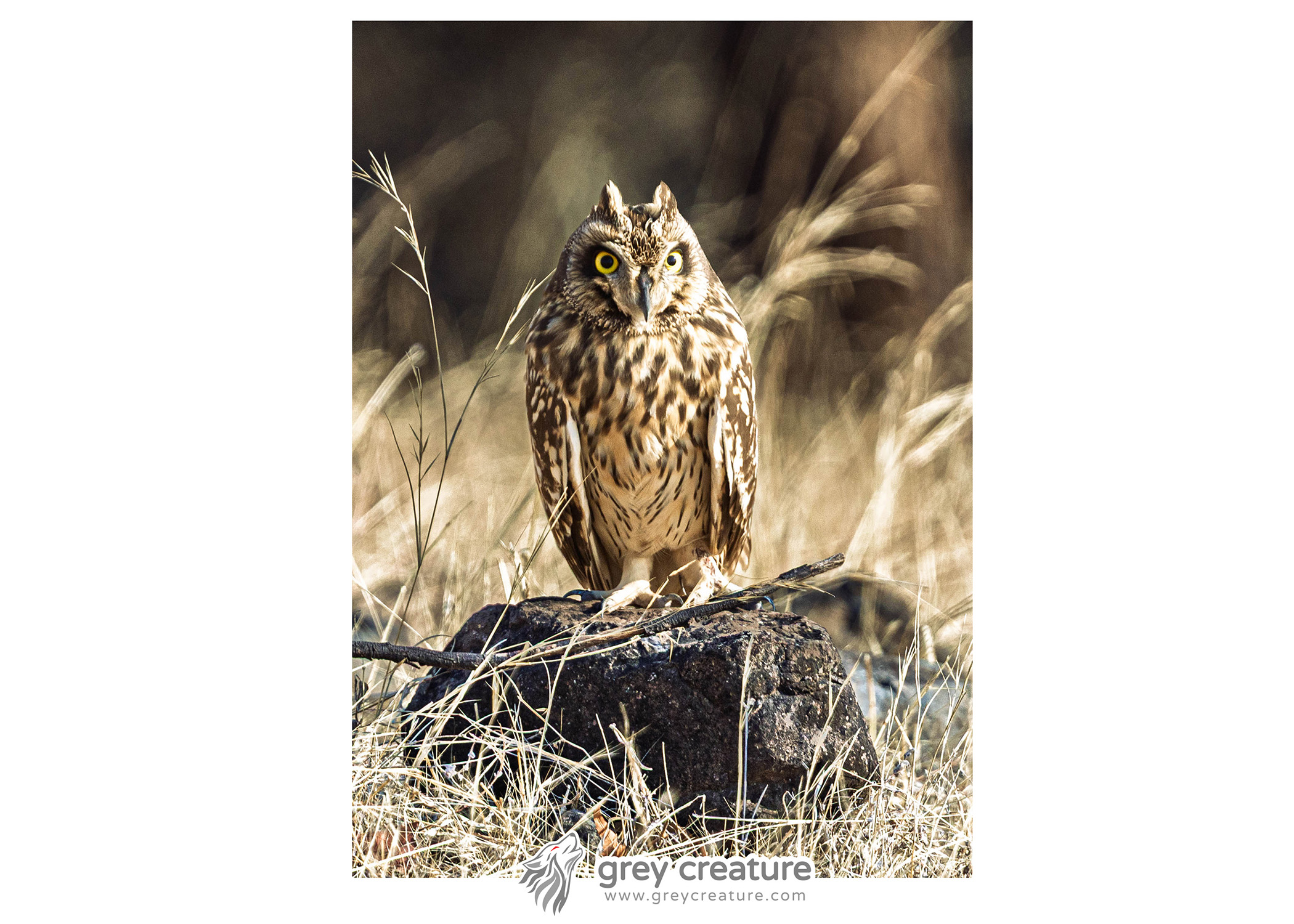 Short-Eared Owl