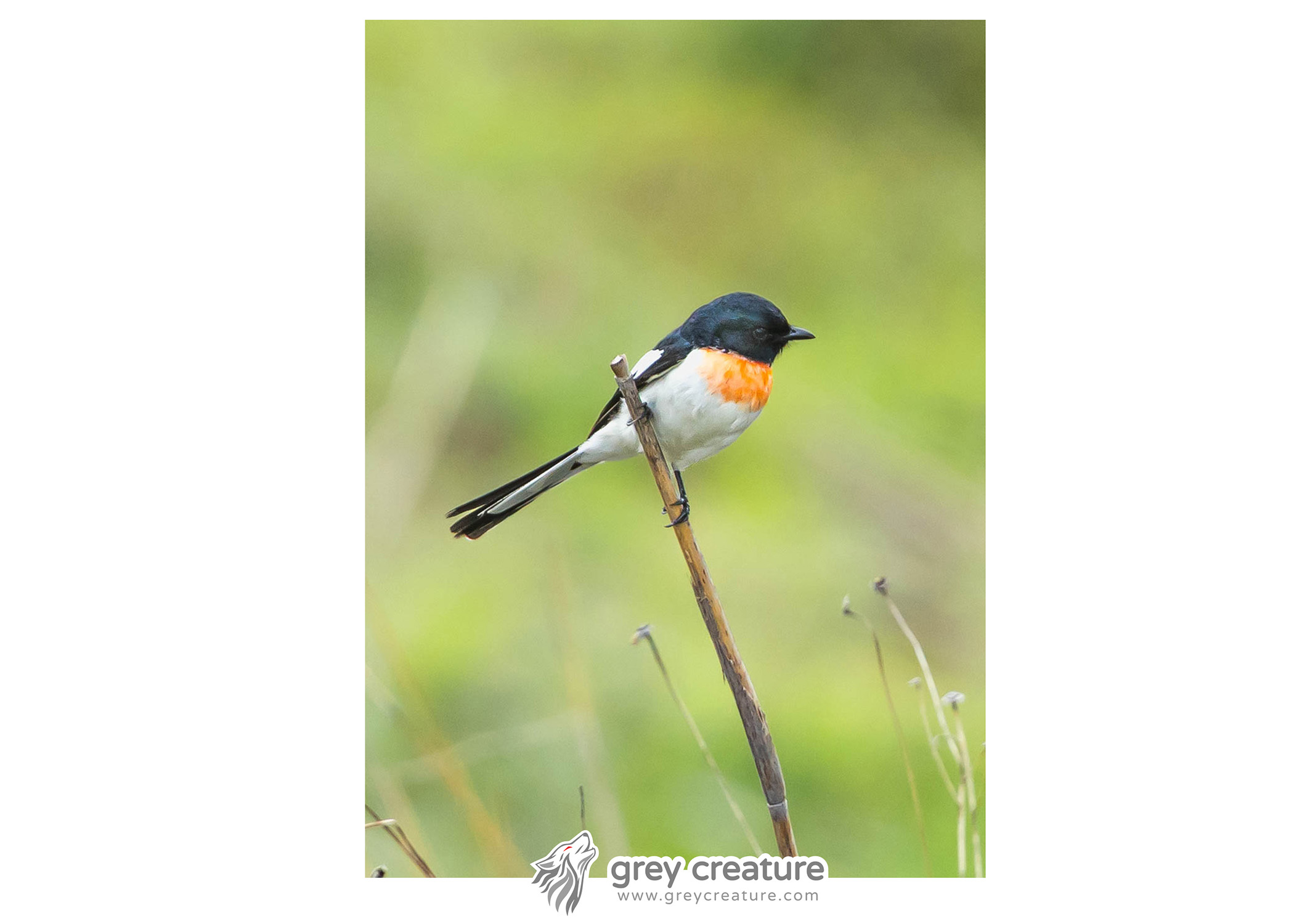 White-Bellied Minivet