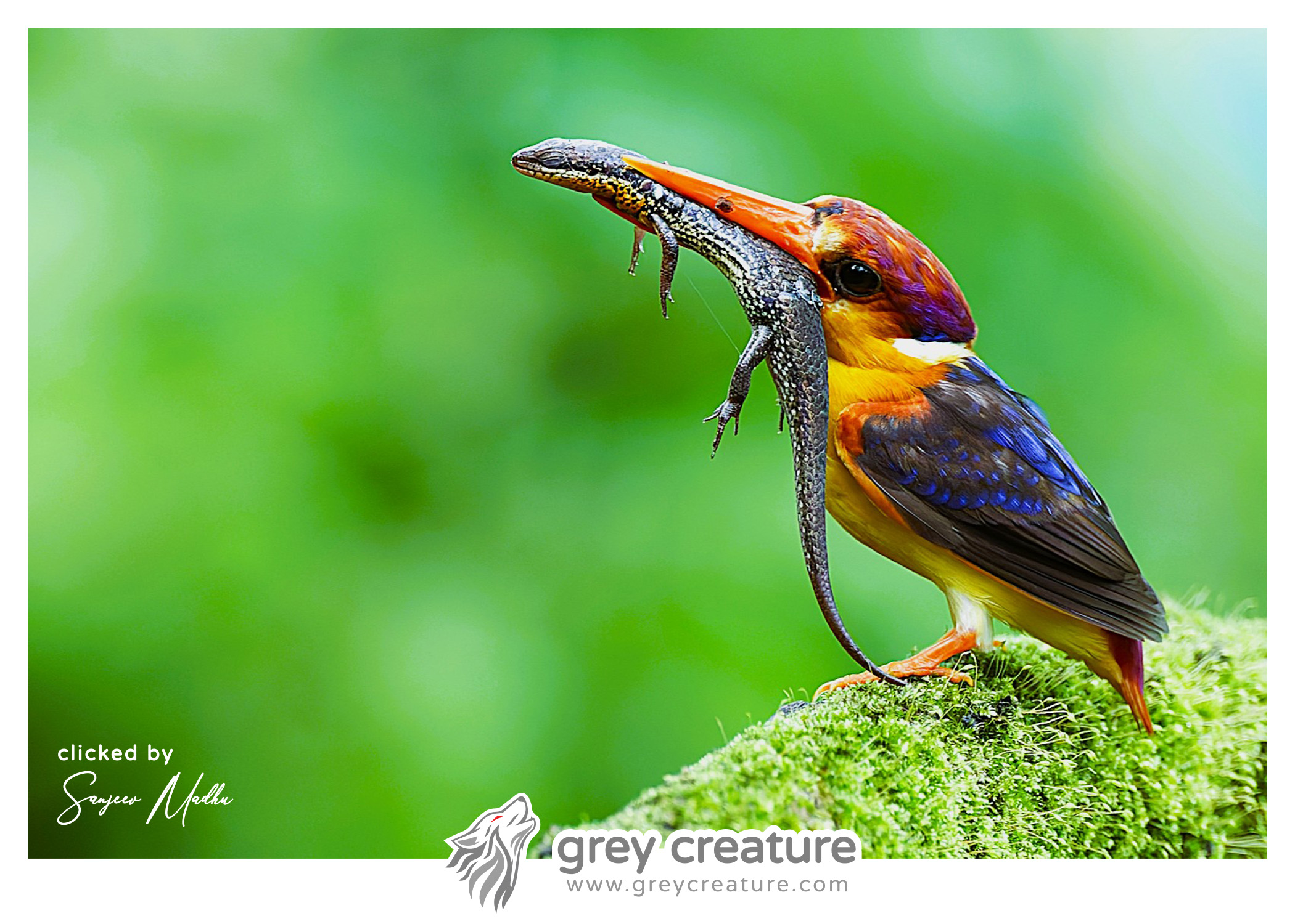 Oriental dwarf Kingfisher