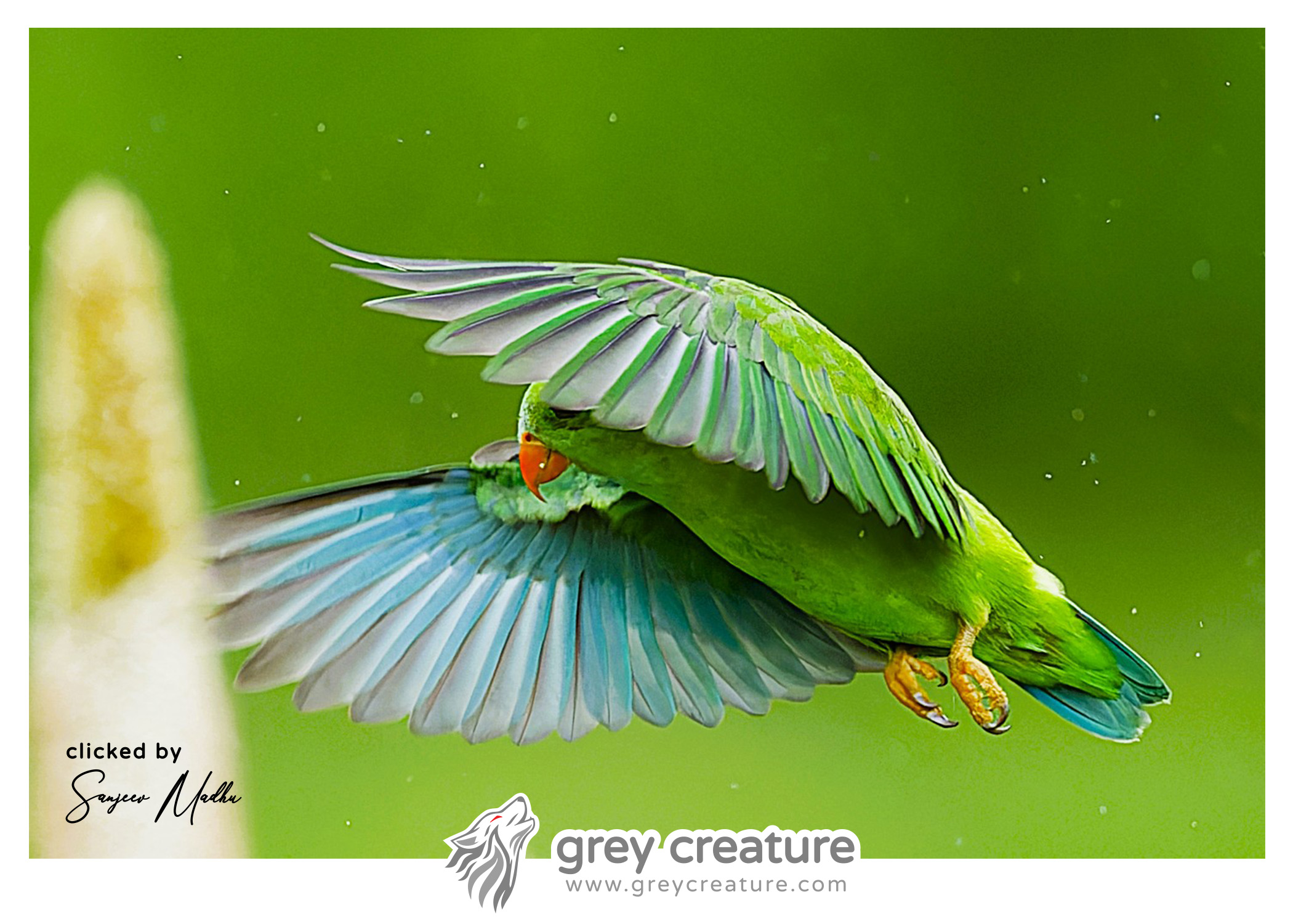 Vernal Hanging Parrot