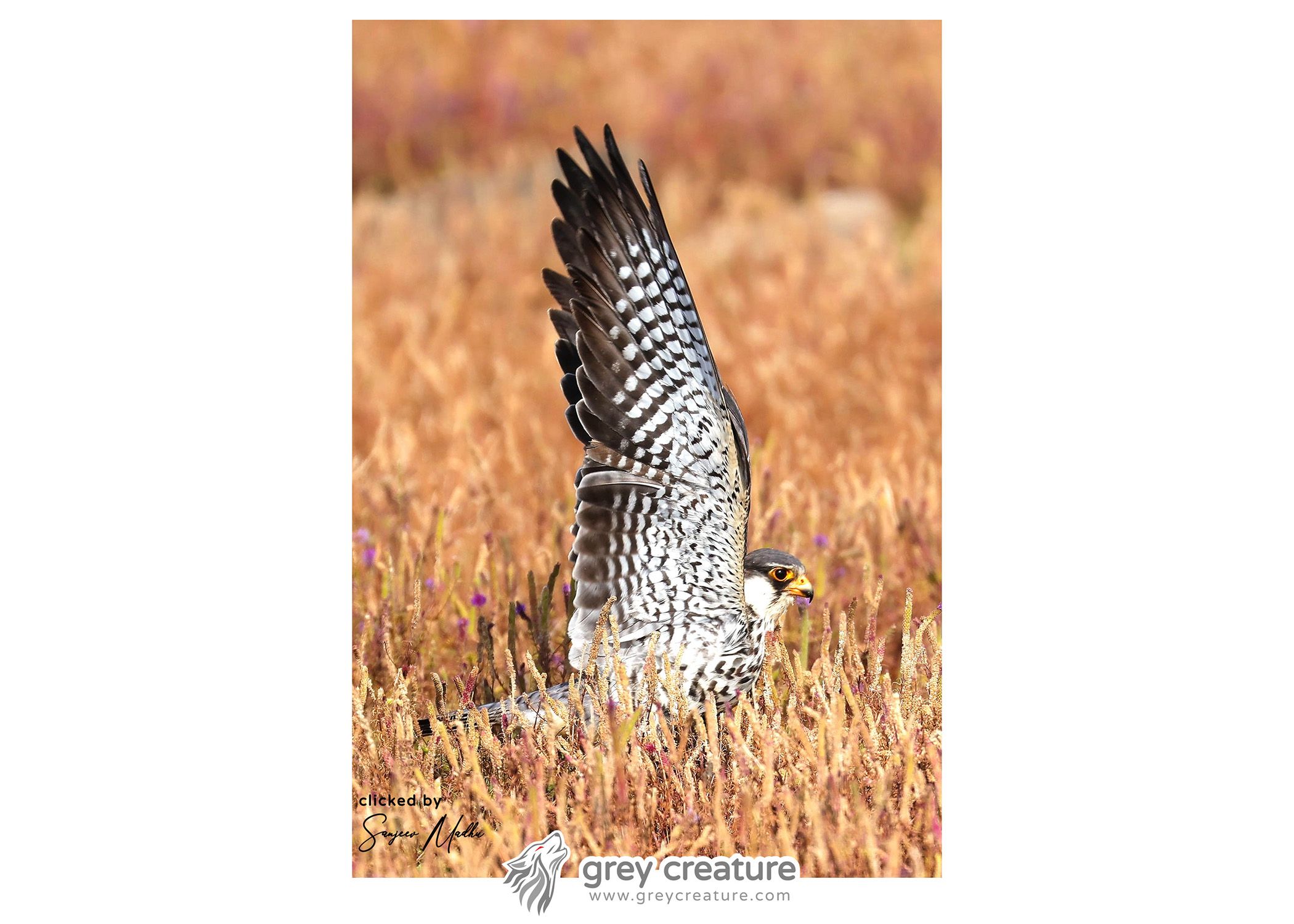Amur Falcon