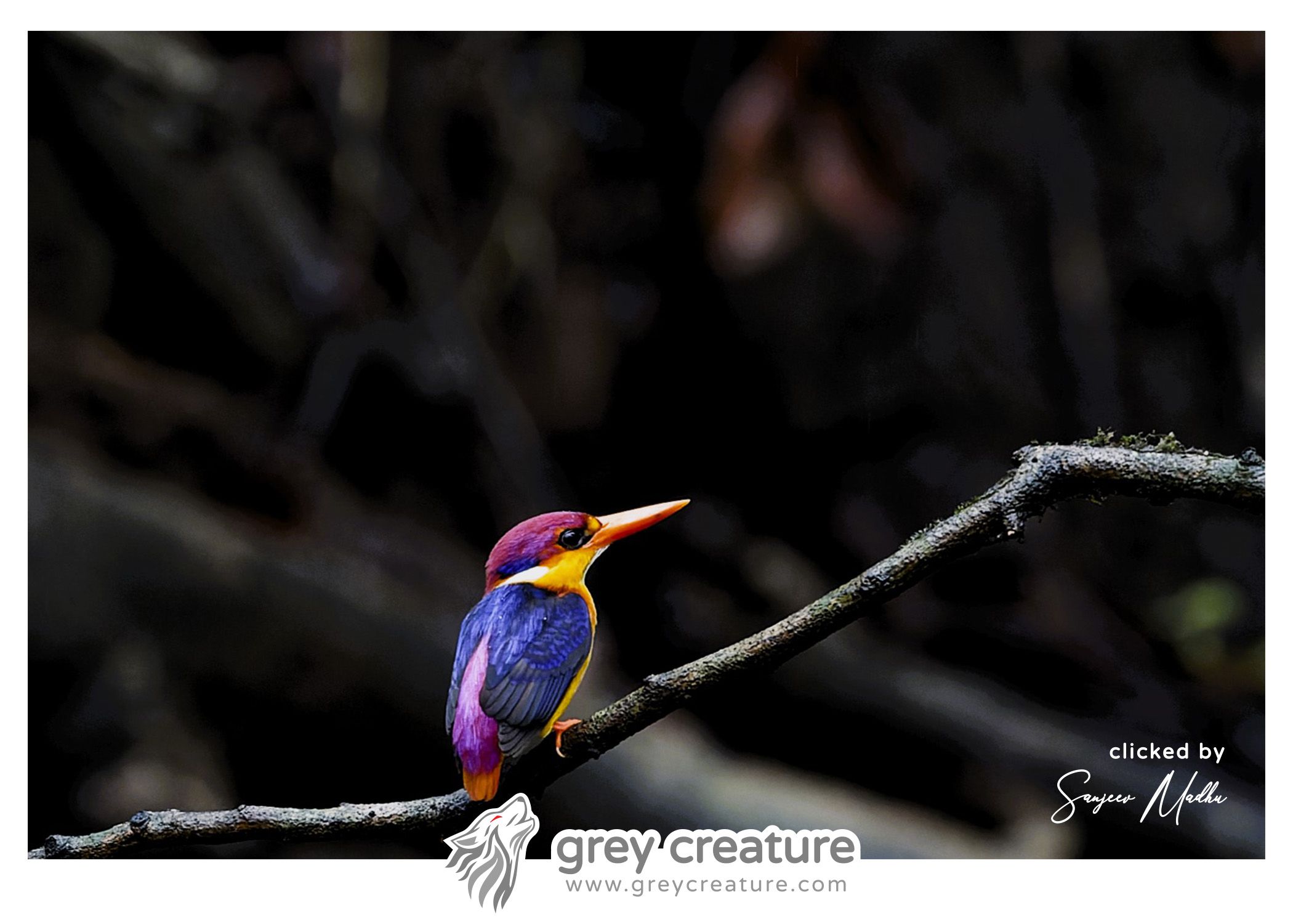 Oriental dwarf Kingfisher