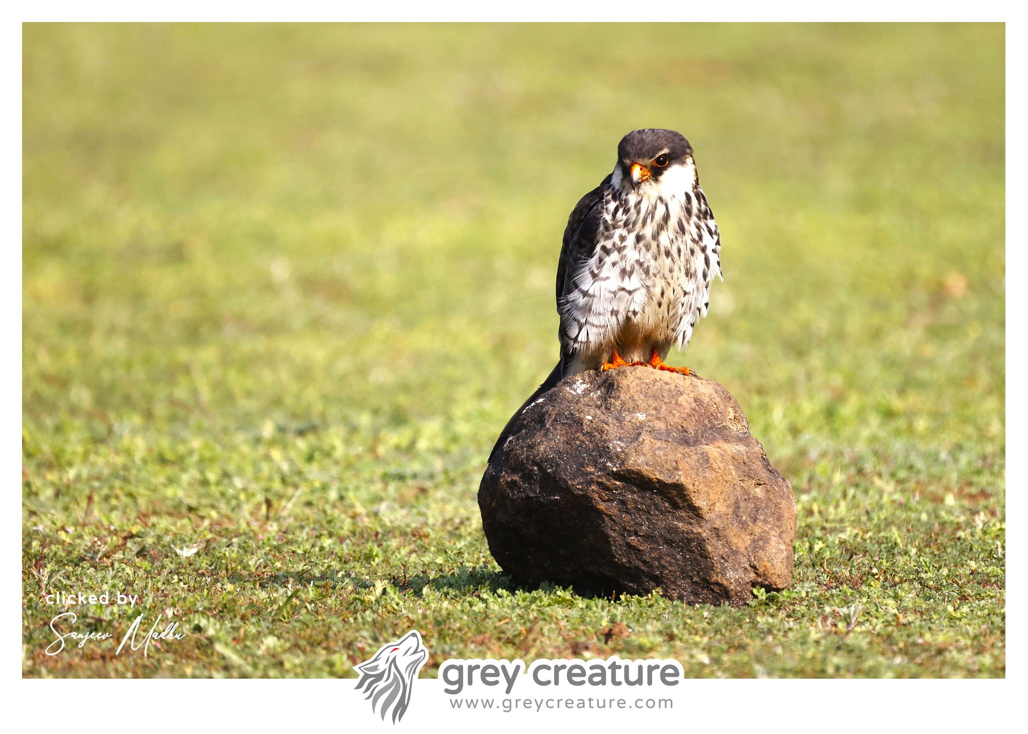 Amur Falcon