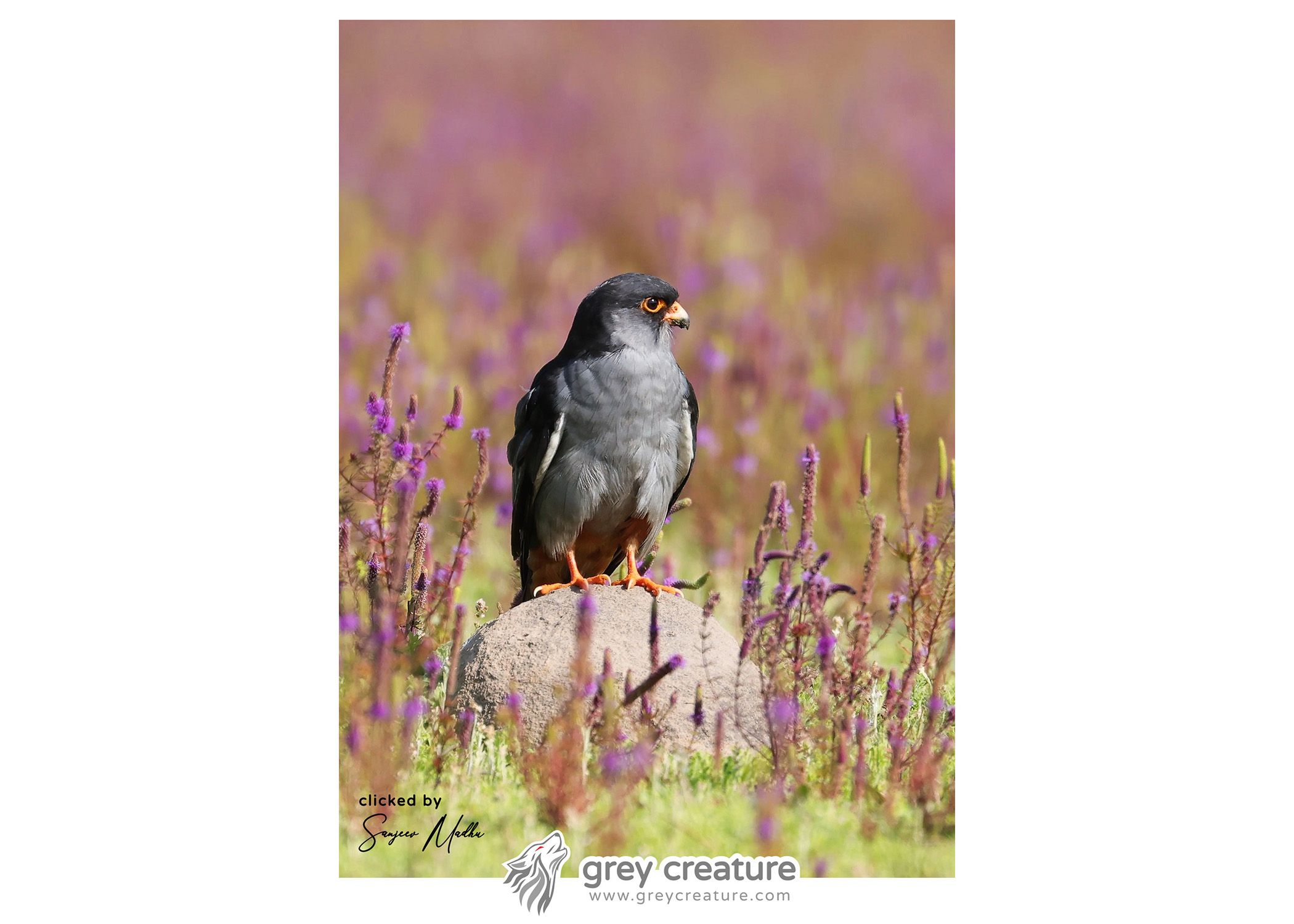 Amur Falcon