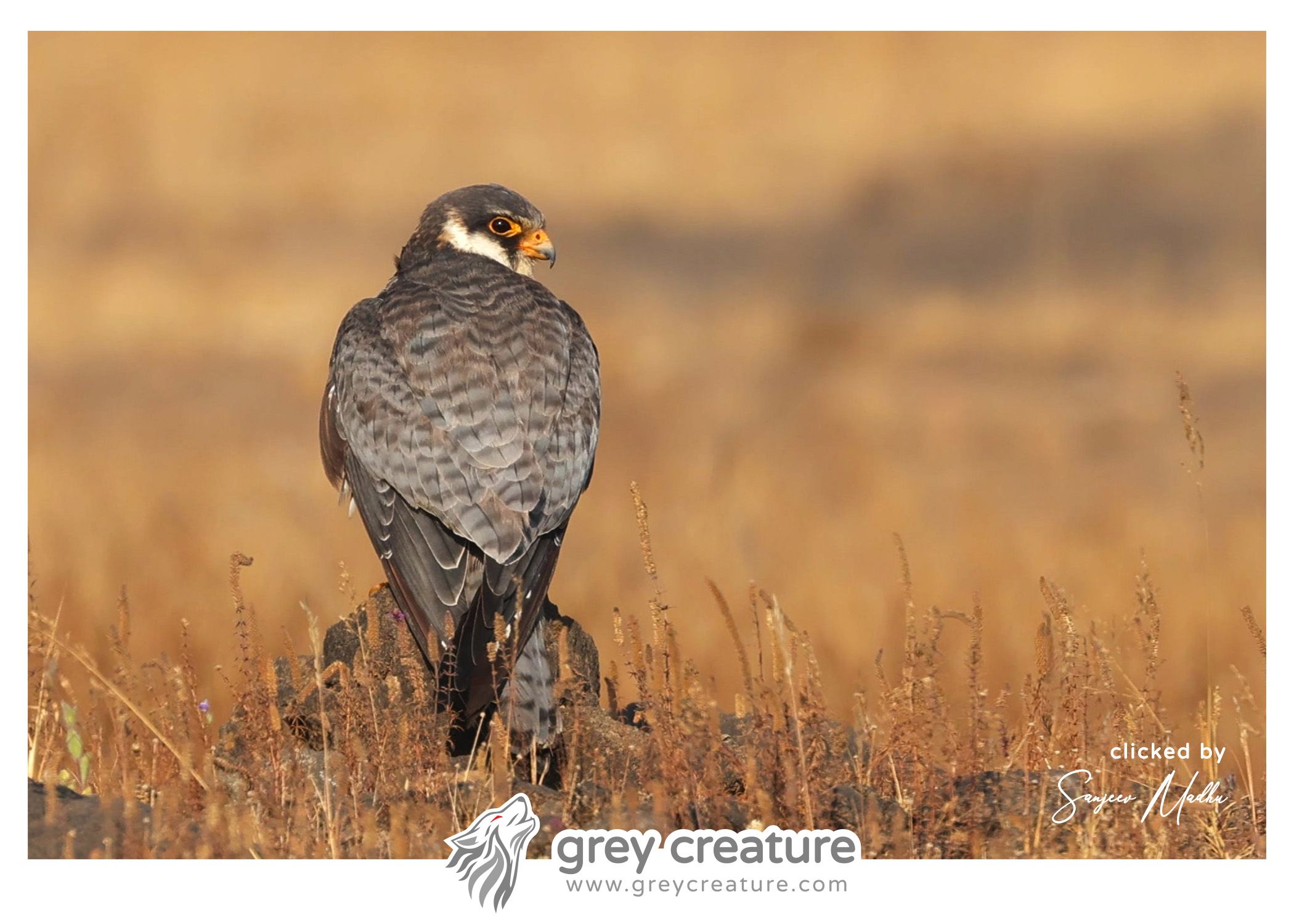 Amur Falcon