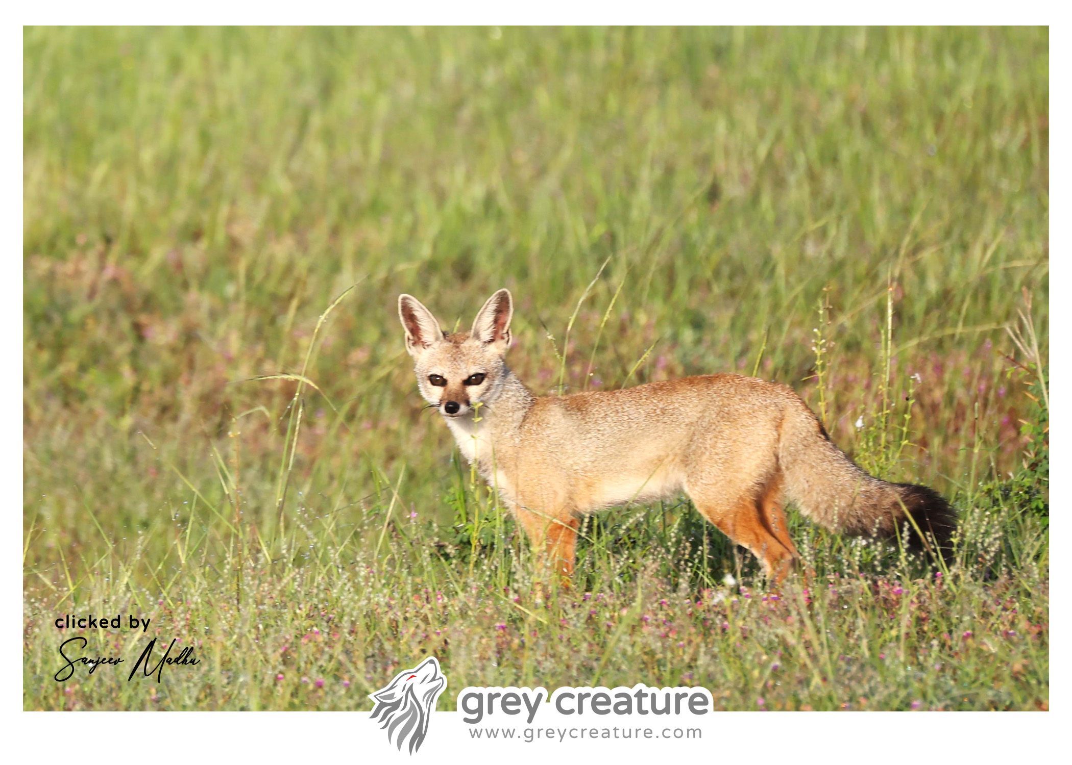 Bengal fox