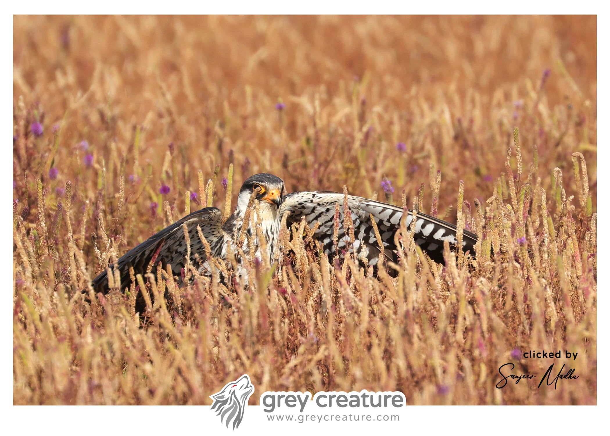 Amur Falcon