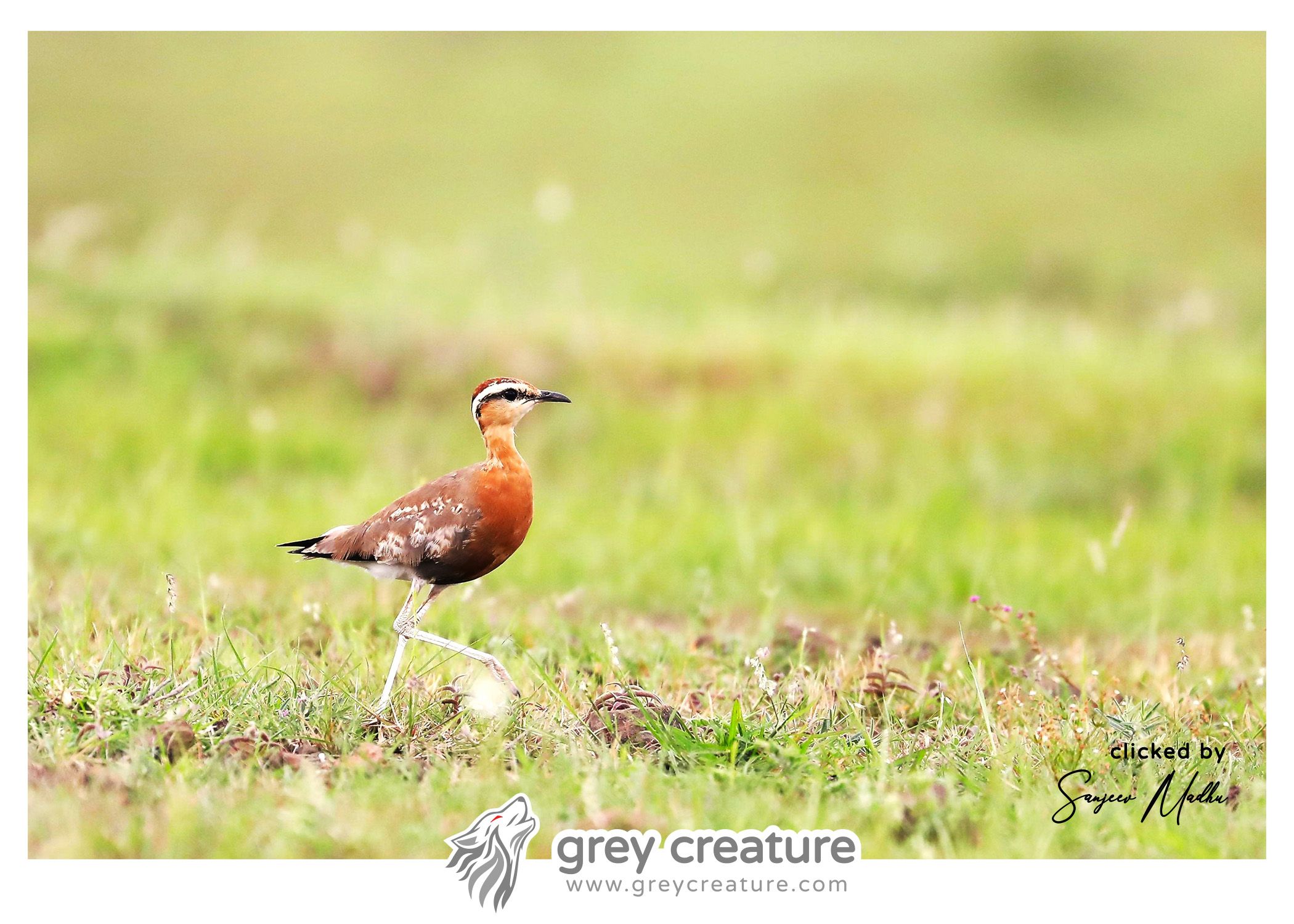 Jerdon's Courser