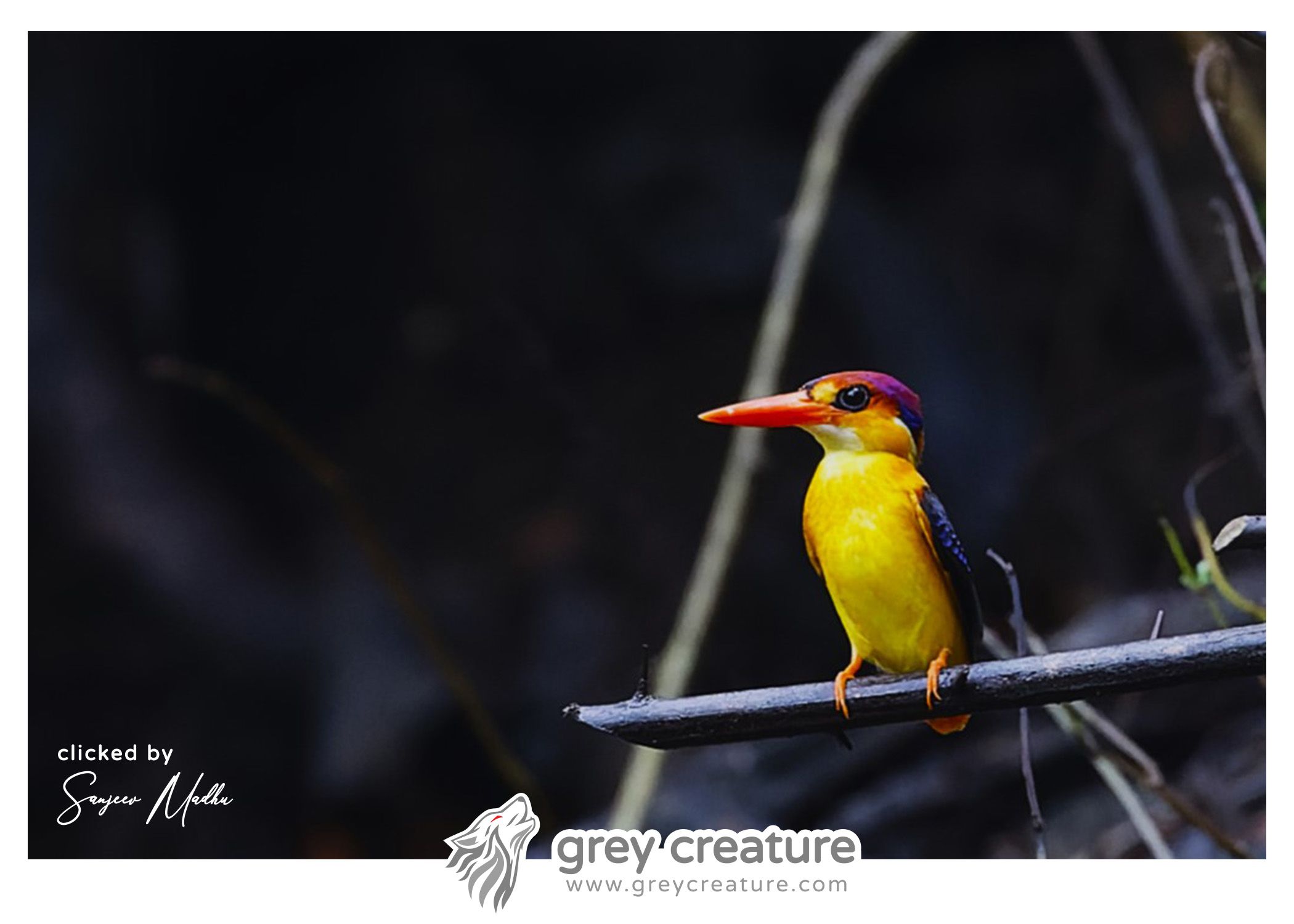 Oriental dwarf Kingfisher
