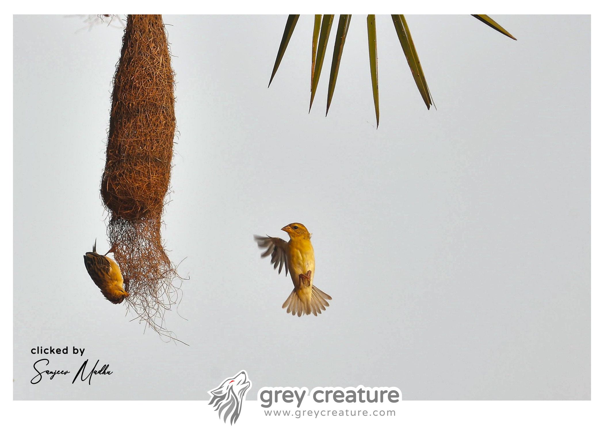 Baya Weaver