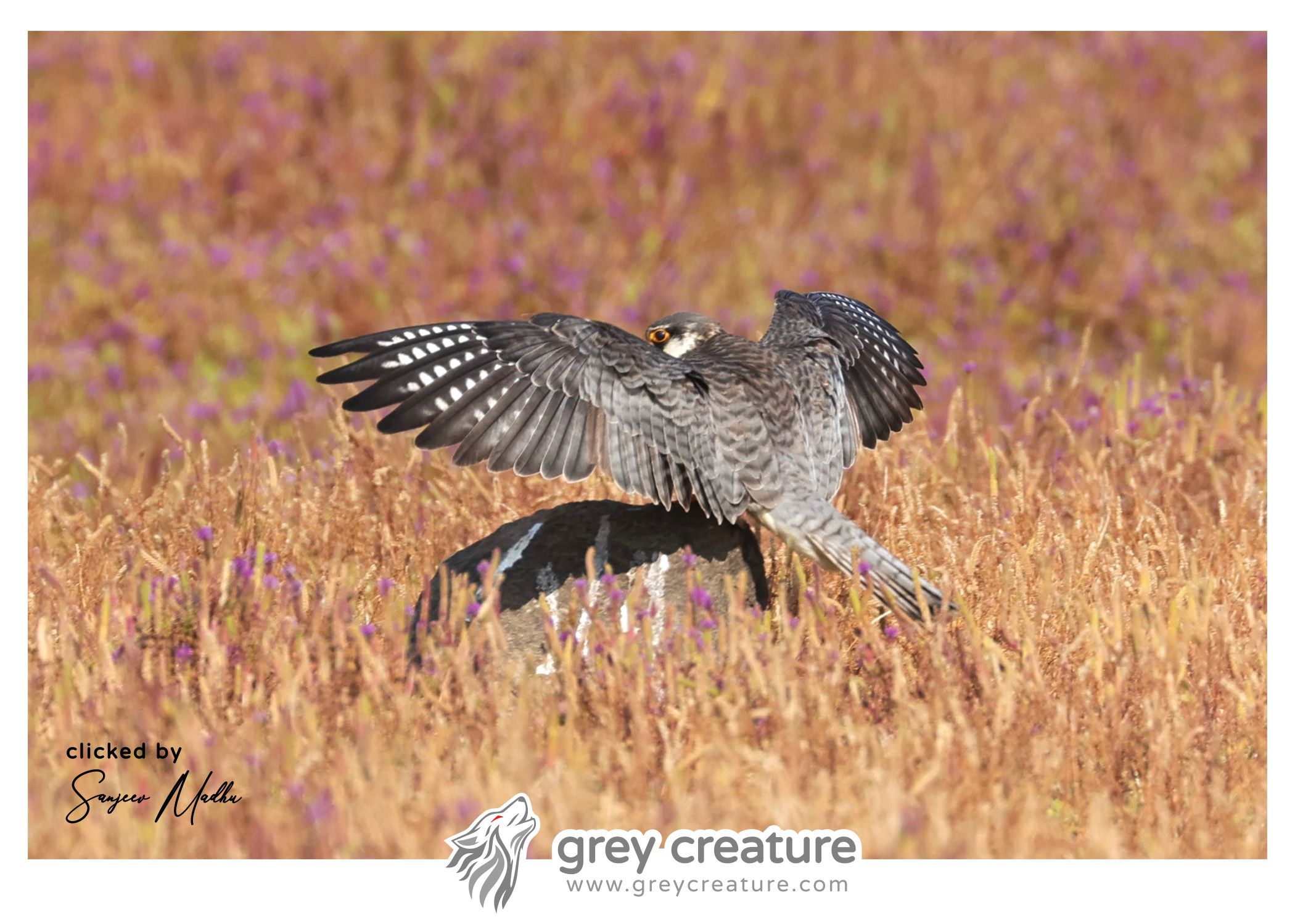 Amur Falcon