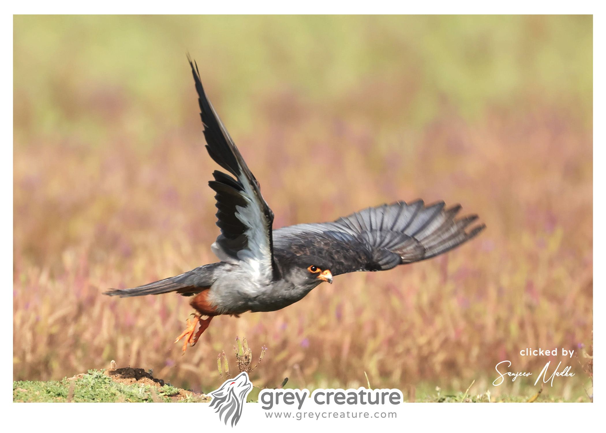Amur Falcon